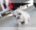 Small #11 French Bulldog