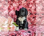 Small Photo #2 Cocker Spaniel-Unknown Mix Puppy For Sale in CHRISTIANA, PA, USA