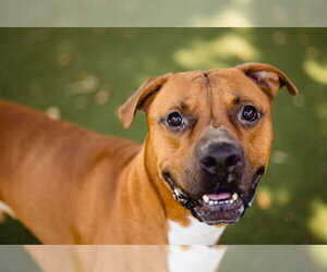 Mutt Dogs for adoption in Orlando, FL, USA