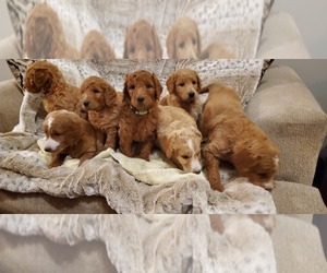 Goldendoodle Puppy for sale in BIRCH RUN, MI, USA