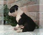Small #2 Boston Terrier