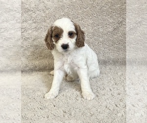 Medium Cavapoo