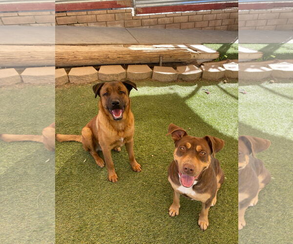 Medium Photo #6 Mutt Puppy For Sale in La Verne, CA, USA