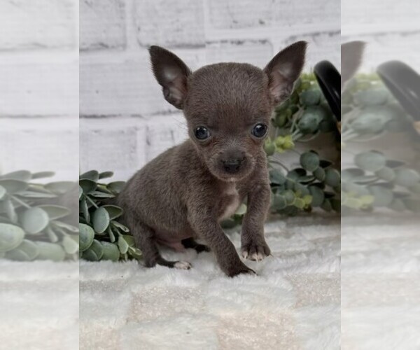 Medium Photo #22 Chihuahua Puppy For Sale in PEMBROKE PINES, FL, USA