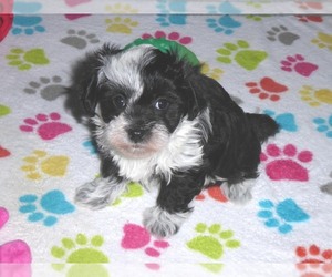 Maltipoo Puppy for sale in ORO VALLEY, AZ, USA