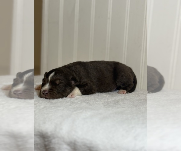 Medium Photo #4 Siberian Husky Puppy For Sale in HEMET, CA, USA