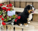 Puppy Barry Bernese Mountain Dog