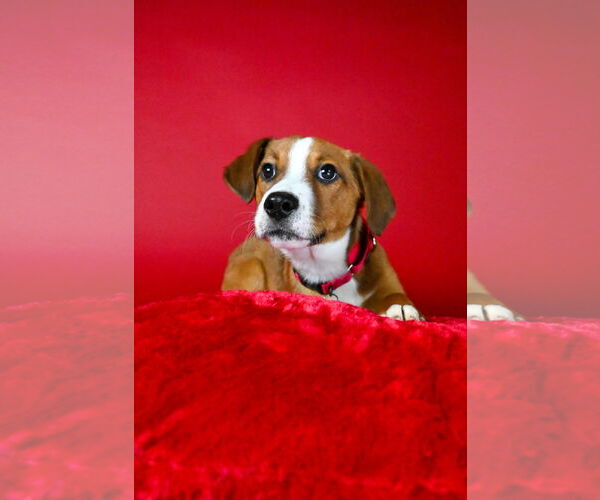 Medium Photo #8 Australian Shepherd-Beagle Mix Puppy For Sale in Wakefield, RI, USA