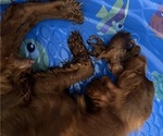 Small #1 Irish Setter