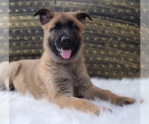 German Shepherd Dog Puppy for sale in WARREN, MA, USA