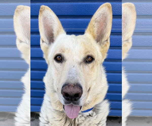 Medium Photo #1 - Mix Puppy For Sale in Phoenix, AZ, USA