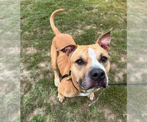 Medium Photo #2 Mutt Puppy For Sale in Evansville, IN, USA