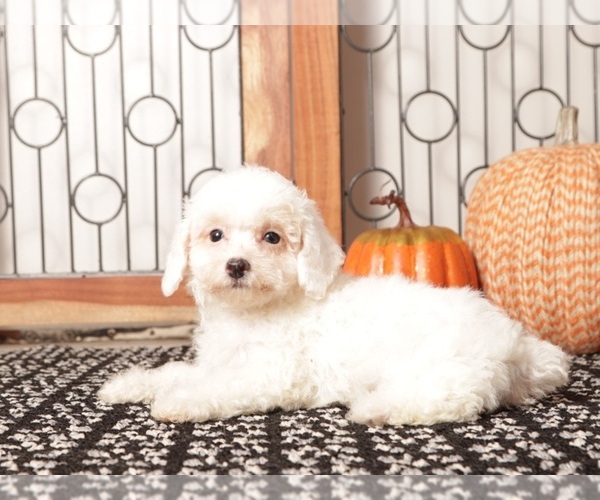 Medium Photo #3 Poodle (Toy) Puppy For Sale in NAPLES, FL, USA
