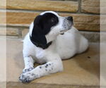 Small #3 Great Pyrenees-Pointer Mix