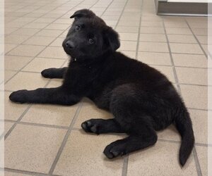 Labrador Retriever-Unknown Mix Dogs for adoption in House Springs, MO, USA