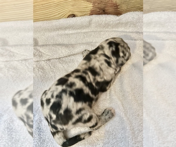 Medium Photo #3 Newfypoo Puppy For Sale in DOUGLASVILLE, GA, USA