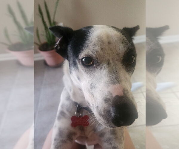 Medium Photo #3 Mutt Puppy For Sale in Lakewood, CO, USA