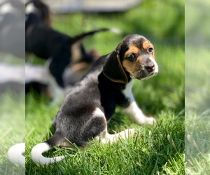 Beagle Puppy for sale in HESPERIA, CA, USA