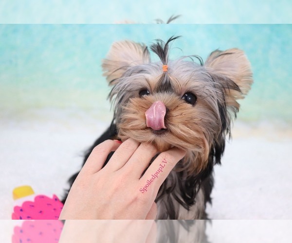 Medium Photo #3 Yorkshire Terrier Puppy For Sale in LAS VEGAS, NV, USA