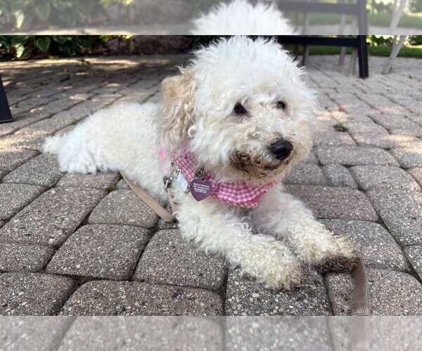 Medium Photo #3 Cavapoo (Miniature) Puppy For Sale in Mundelein, IL, USA