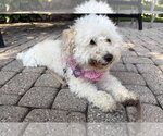 Small #2 Cavapoo (Miniature)
