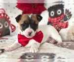 Small Photo #1 Jack Russell Terrier Puppy For Sale in CLAY, PA, USA