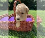Small Photo #14 Labradoodle Puppy For Sale in DURHAM, CA, USA