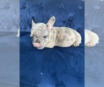 Small Photo #39 French Bulldog Puppy For Sale in BEVERLY HILLS, CA, USA
