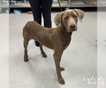 Small #1 Retriever -Weimaraner Mix
