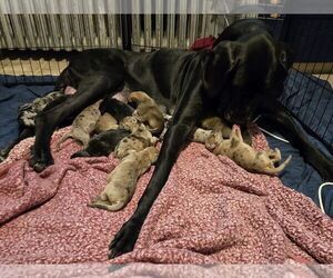 Great Dane Litter for sale in BATAVIA, NY, USA