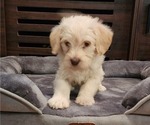 Small Photo #5 Miniature Labradoodle Puppy For Sale in ROY, WA, USA