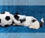 Small #2 Havanese