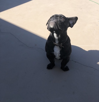Medium Photo #10 English Bulldog-French Bulldog Mix Puppy For Sale in PALM DESERT, CA, USA