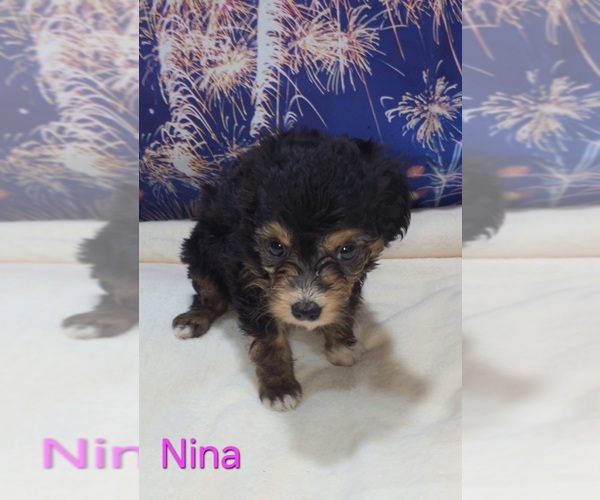 Medium Photo #5 Australian Shepherd-Poodle (Toy) Mix Puppy For Sale in AZLE, TX, USA