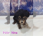 Small #4 Australian Shepherd-Poodle (Toy) Mix