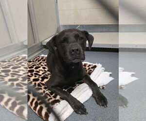 Mutt Dogs for adoption in Glen Allen, VA, USA