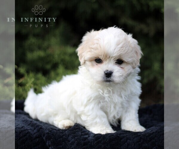 Medium Photo #1 Zuchon Puppy For Sale in KINZERS, PA, USA