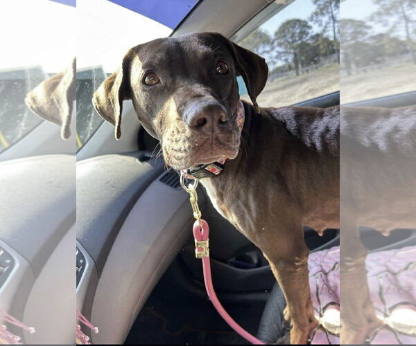 Medium Photo #9 Lab-Pointer Puppy For Sale in Oakhurst, NJ, USA