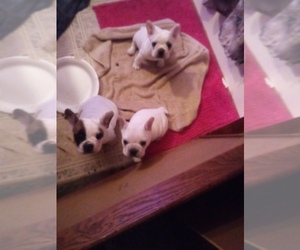 French Bulldog Puppy for sale in MARION, NC, USA