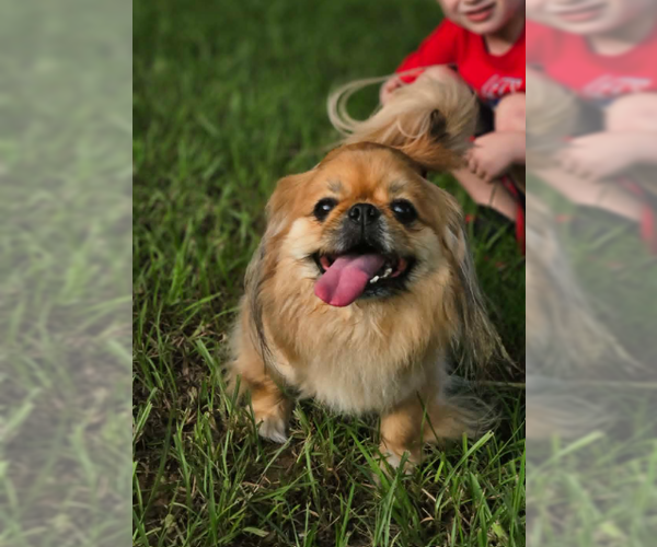 Medium Photo #4 Pekingese-Unknown Mix Puppy For Sale in Cranston, RI, USA