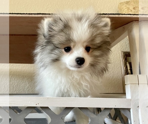 Medium Photo #9 Pomeranian Puppy For Sale in WINDERMERE, FL, USA