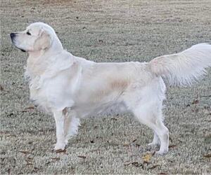 Father of the Golden Retriever puppies born on 09/02/2025