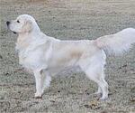 Small Photo #1 Golden Retriever Puppy For Sale in SPARTA, NC, USA