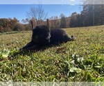 Small Photo #10 German Shepherd Dog Puppy For Sale in TRAVELERS REST, SC, USA
