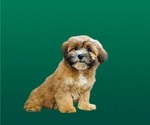 Small Photo #2 Cock-A-Tzu Puppy For Sale in SAN DIEGO, CA, USA