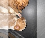 Small #5 Cavalier King Charles Spaniel