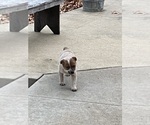 Puppy Puppy 2 Australian Cattle Dog