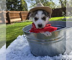 Small #19 Siberian Husky Mix