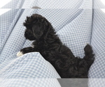 Small #3 Shih-Poo