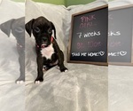 Puppy Pink Girl Boxer